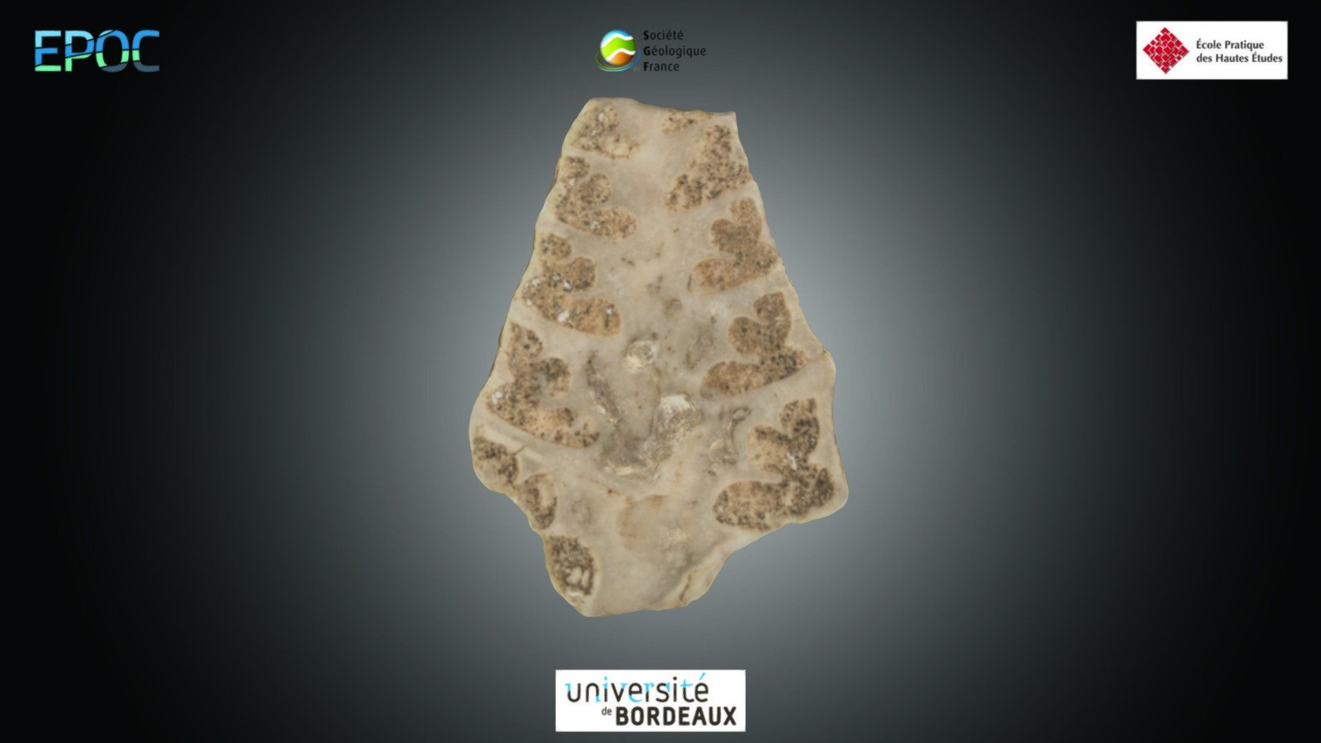 Gastéropode - Nerinea sp.