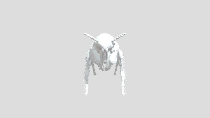 Puça d'home/ pulga/ flea 3D Model
