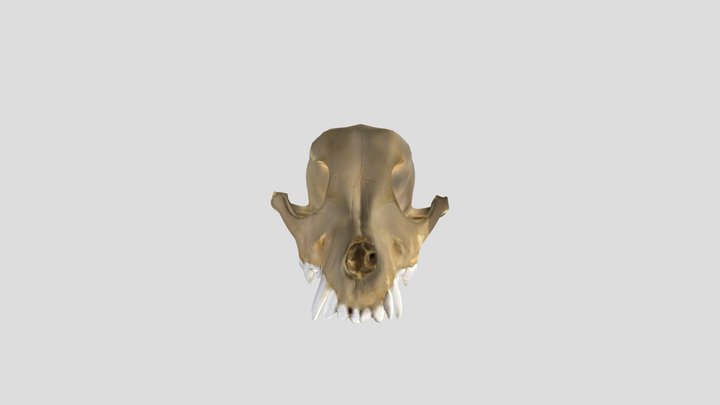 Dogskull - fractured 3D Model