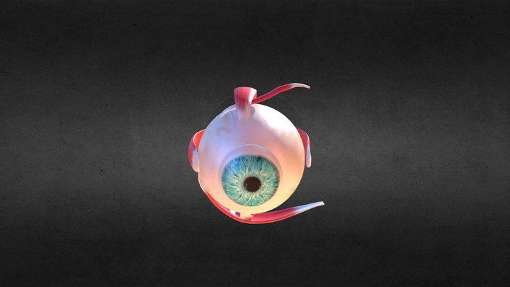 Animación músculos ojos 3D Model