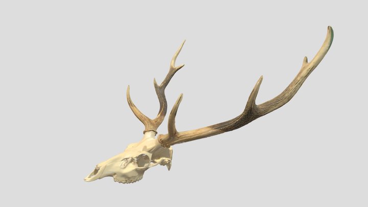 Cervus nippon yezoensis_エゾジカ_GMNH-VM-133 3D Model