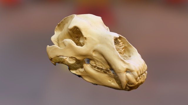 Grizzly bear – Kostenloses 3D-Modell STL