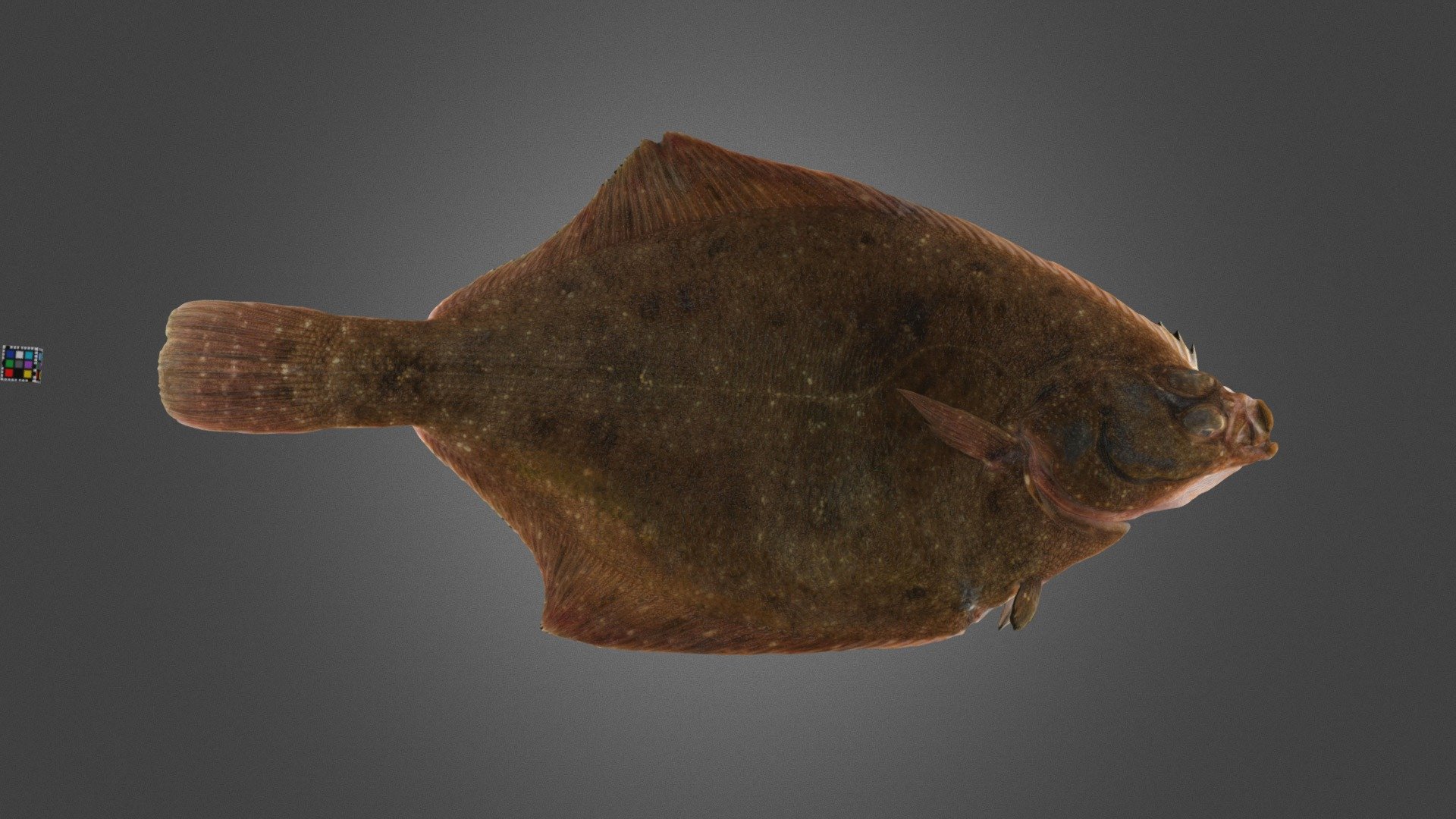 マガレイ Yellow Striped Flounder, P. herzensteini Download Free 3D model