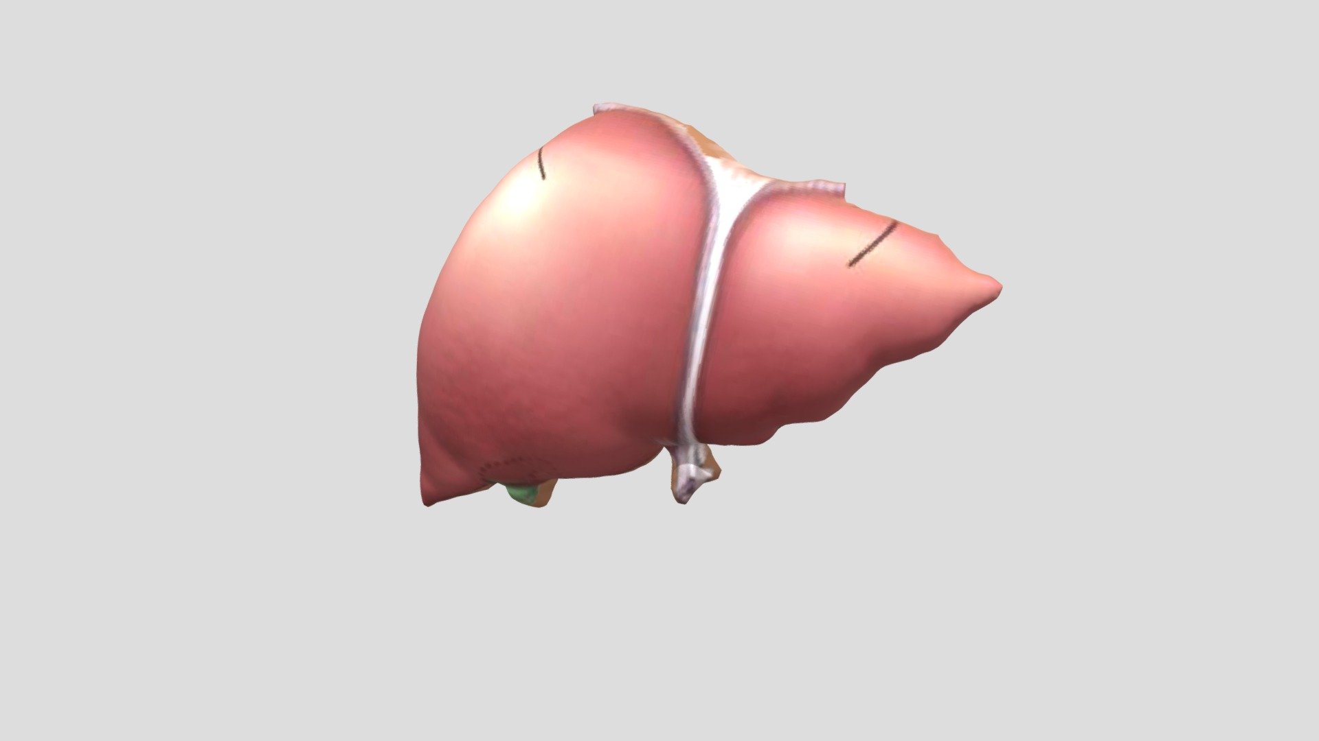 3D LIVER