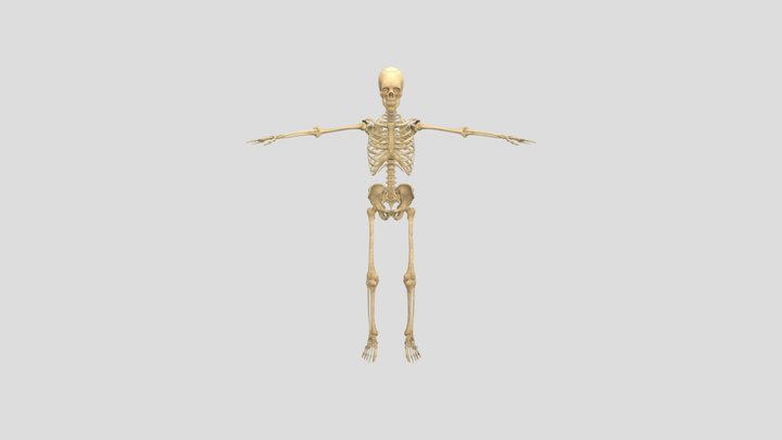 Esqueleto Y Cráneo Ana Marco ejercicio N4 3D Model