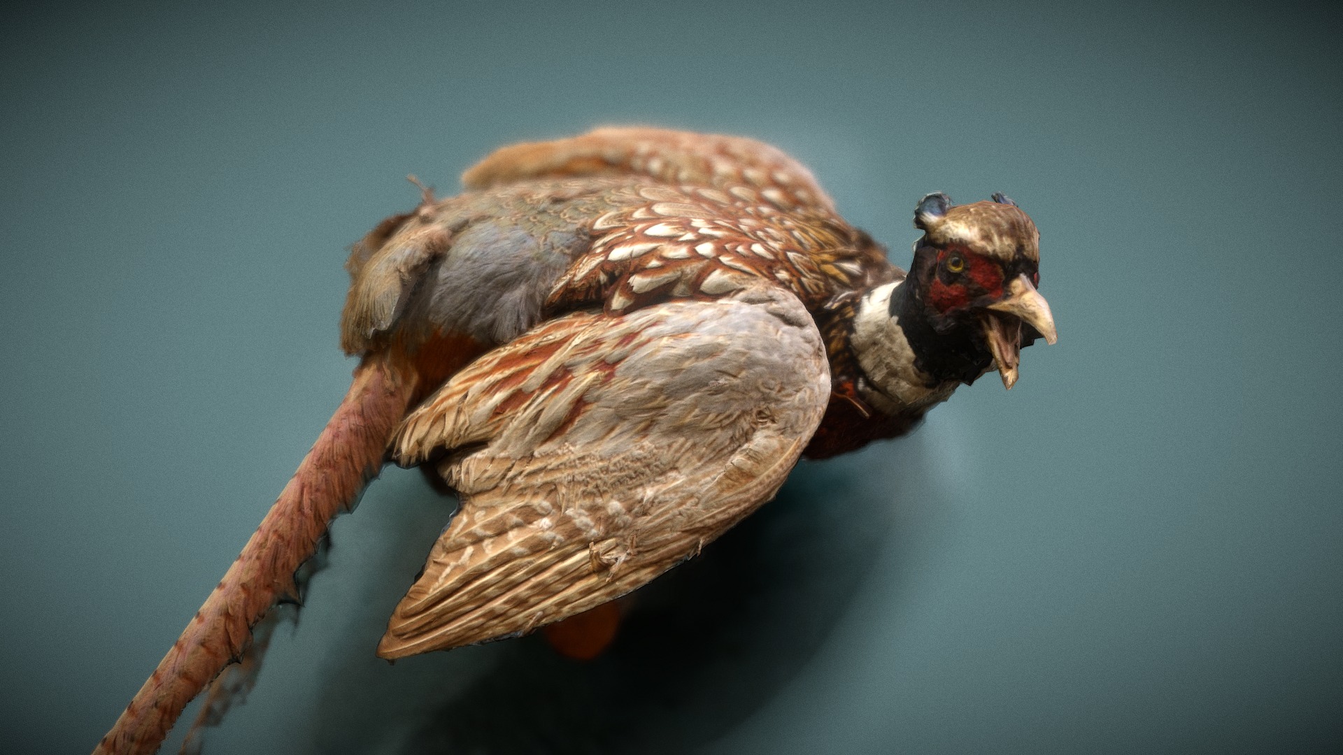 3D model Stuffed Pheasant - This is a 3D model of the Stuffed Pheasant. The 3D model is about a bird with a bird's head.