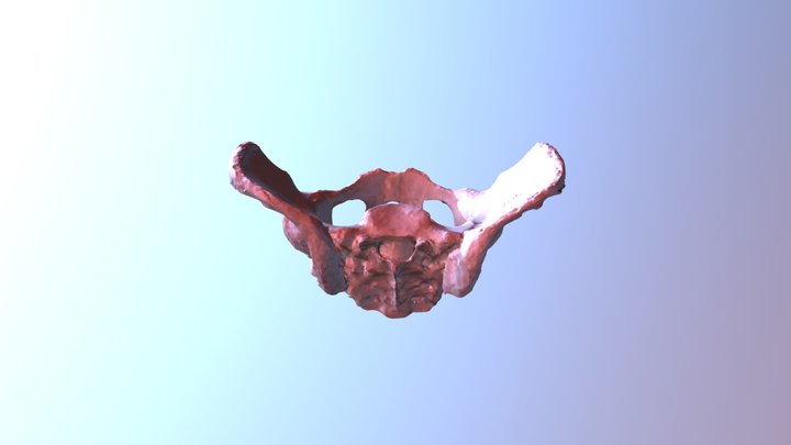 Human Pelvis 3D Model