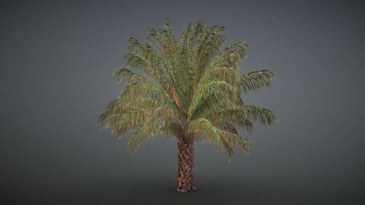 Palm Oil Tree 3D Model