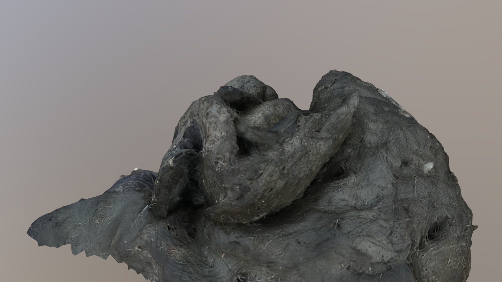 Coyote scat