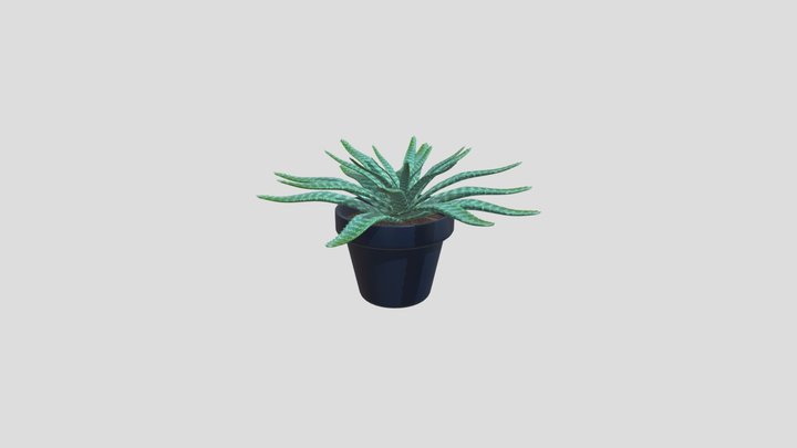 Aloe Vera Plant In Blue Pot