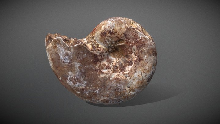 Ammonite 3D Model