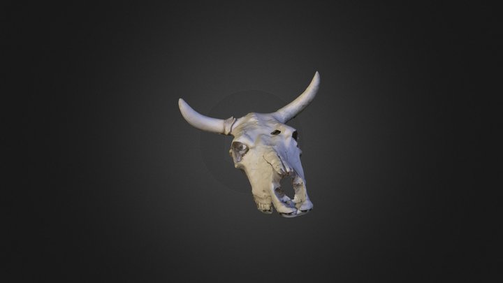CowSkull 3D Model