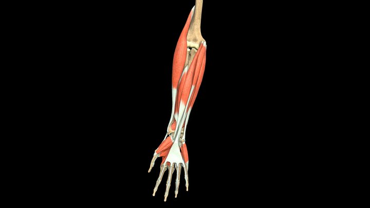 Muscles of the Forearm and Hand 3D Model