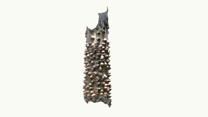 Spider - habitat 3D Model