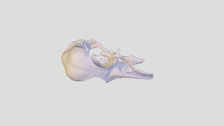 Med50 Mangrove Cuckoo Mildren (1) 3D Model