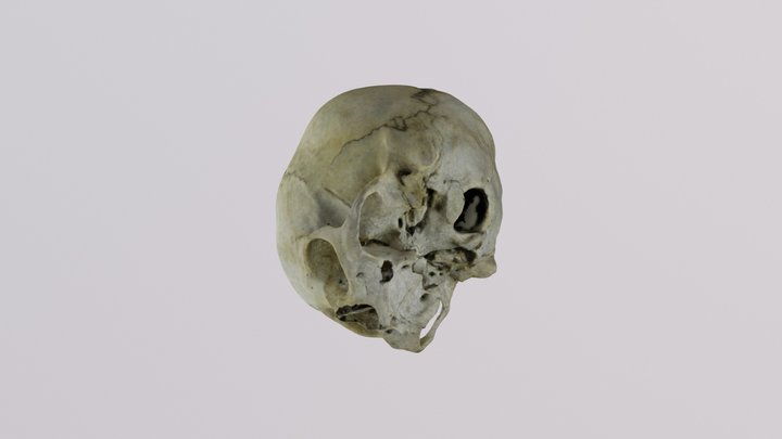 Cráneo Inca 1 3D Model