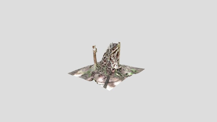 Tree Stump Roots PNW 3D Model