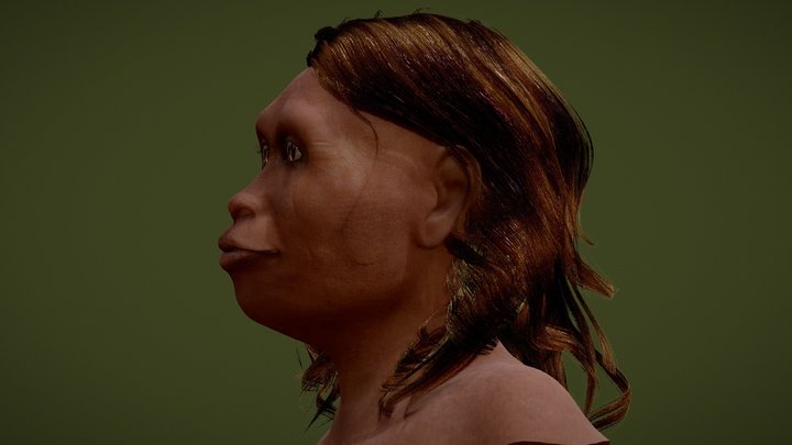 Homo floresiensis 3D Model