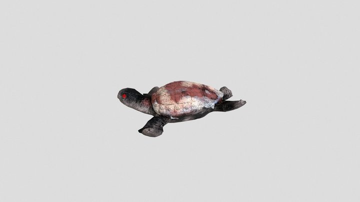 Tortue 3D Model