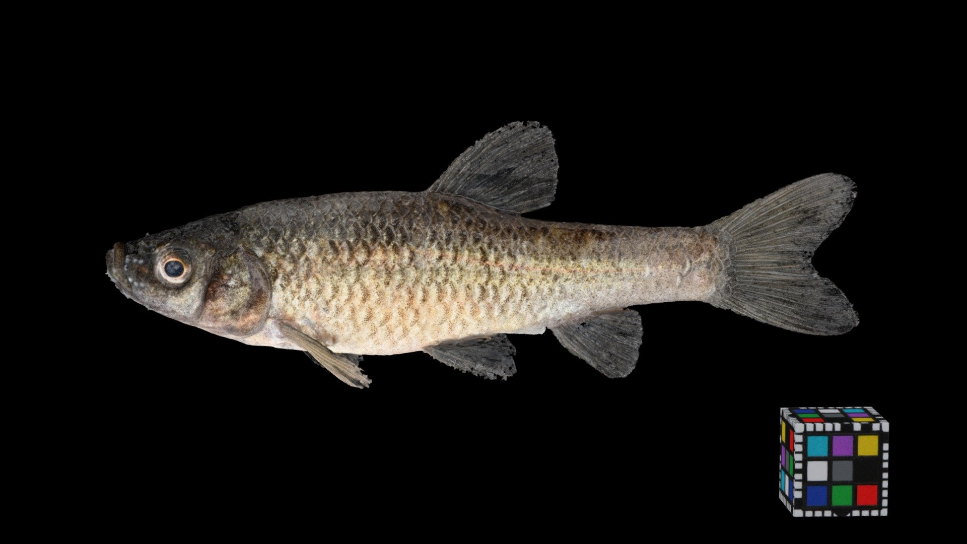 シナイモツゴ ♂ Topmouth Gudgeon, Pseudorasbora pumila