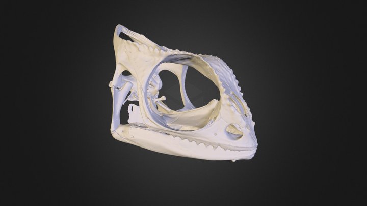 UMZC R.19830 Chameleon dilepis Skull 3D Model
