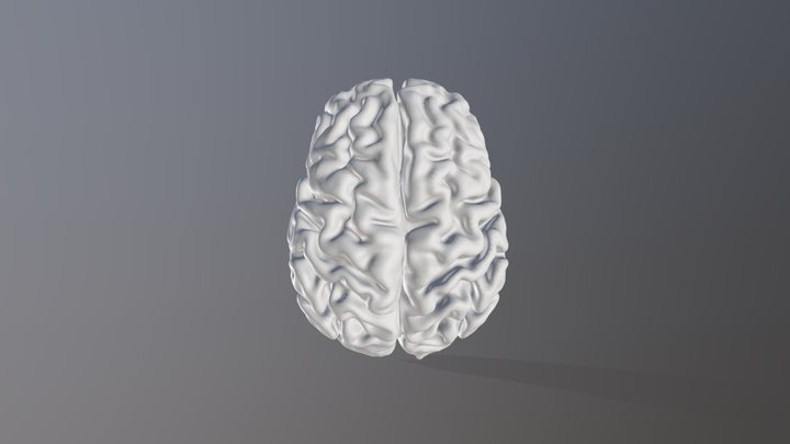 Brain Model 3D Model