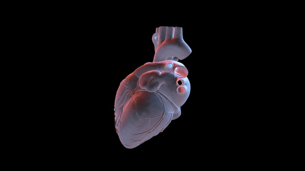 Heart - 3D model by JuanCUSAL [6149dee] - Sketchfab