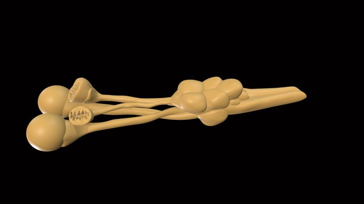 Brain of a lined sole 3D Model