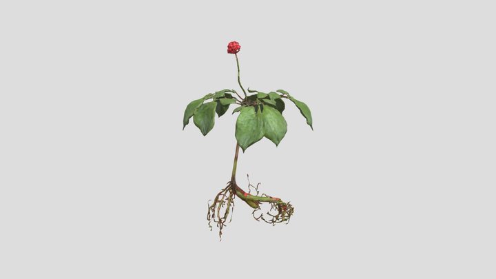 Ginseng Plant Illustration 3D Model