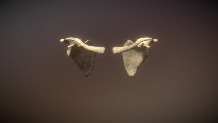 Shoulder 3D Model