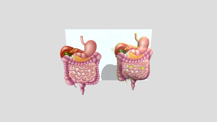 Organ Pencernaan 3D Model