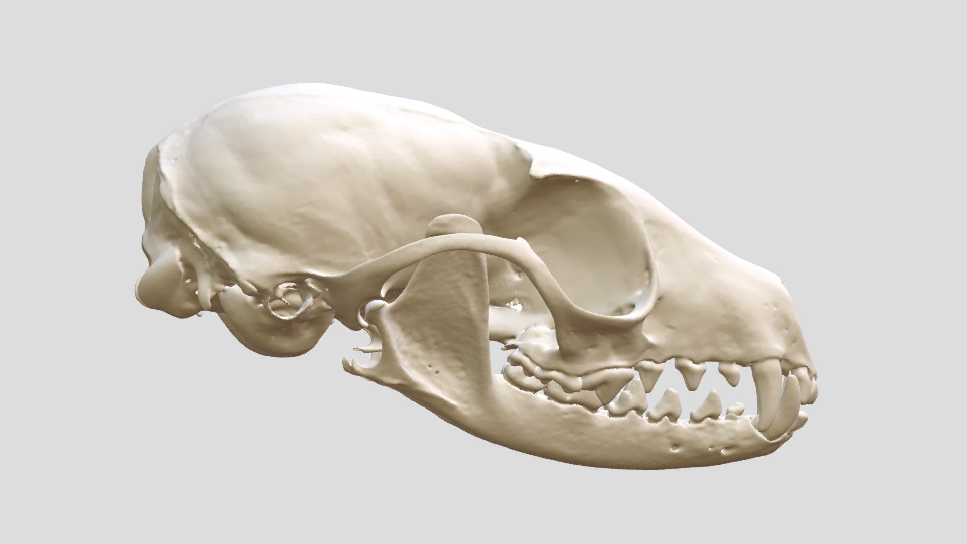 Bassariscus astutus (MSB:Mamm:46326) - Download Free 3D model by ...