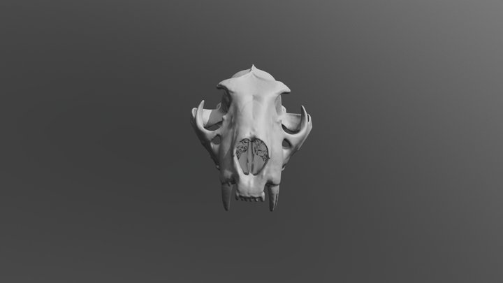 Snow Leopard Skull 3D Model
