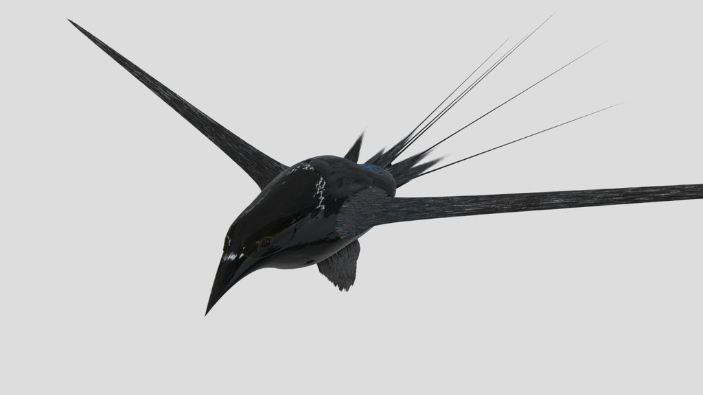 Bird