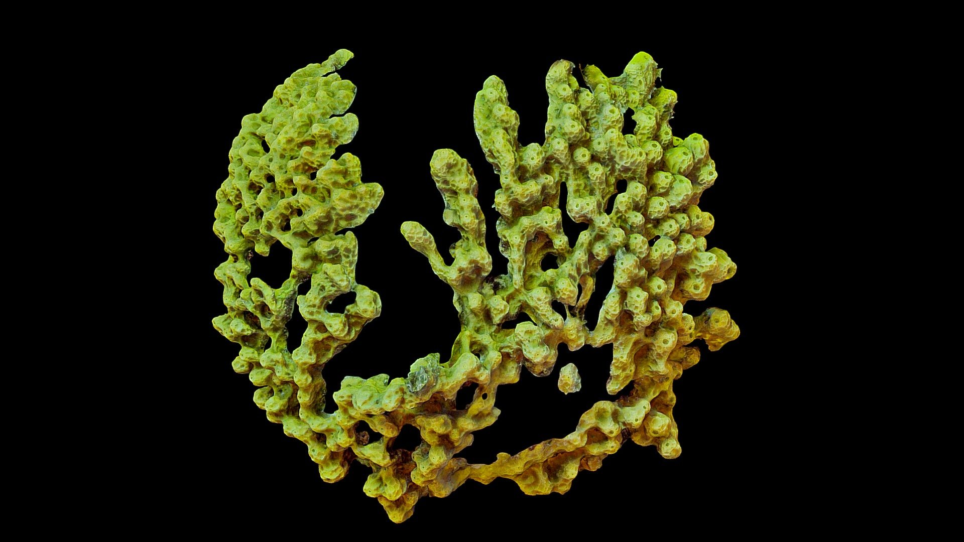 #45: Verongula rigida