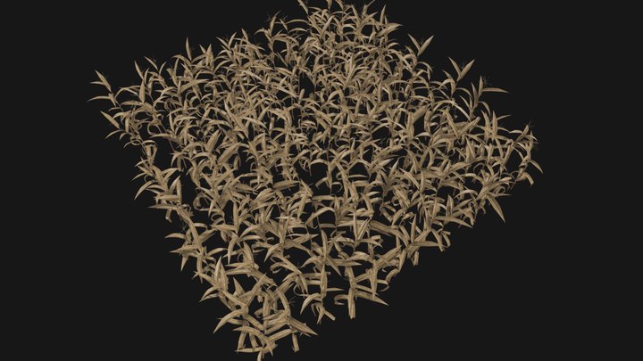 corn patch