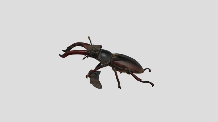 Coleopteros – Modello 3D gratuito STL