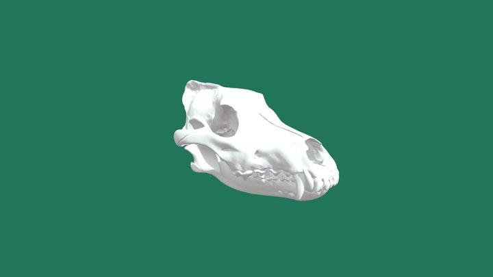 Dentatura degli animali carnivori 3D Model