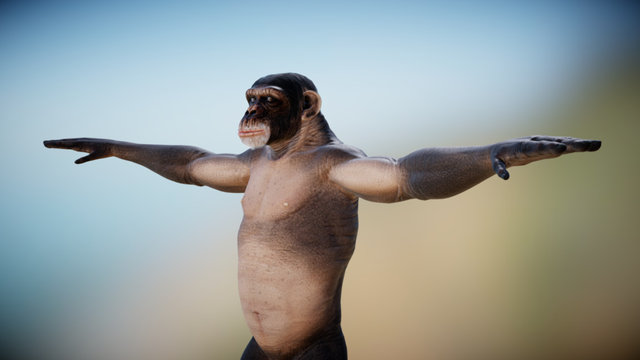 Monkey.Chimpanzee. 3D Model