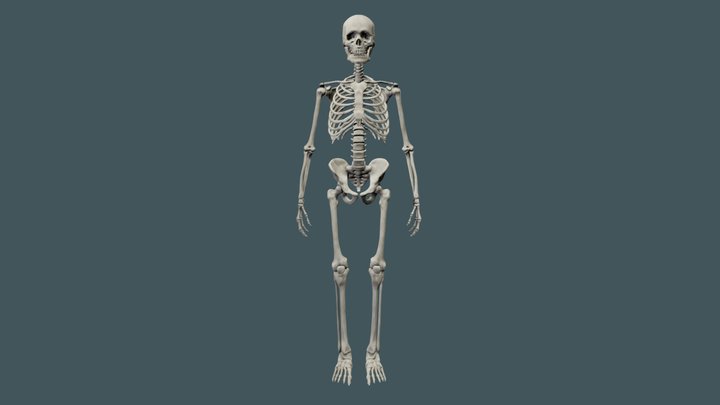 Skeleton 3D Model