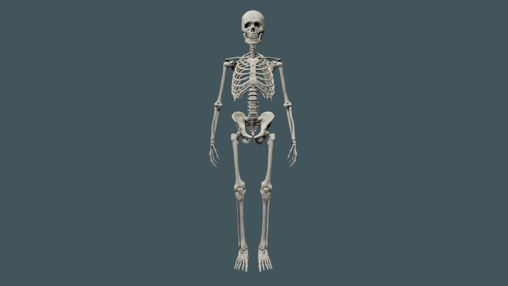 Skeleton