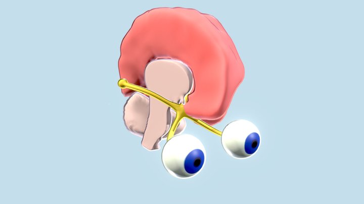 Optic nerve and Brain 3D Model