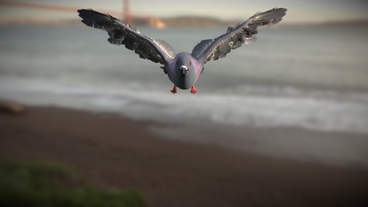 Pigeon 3D Model
