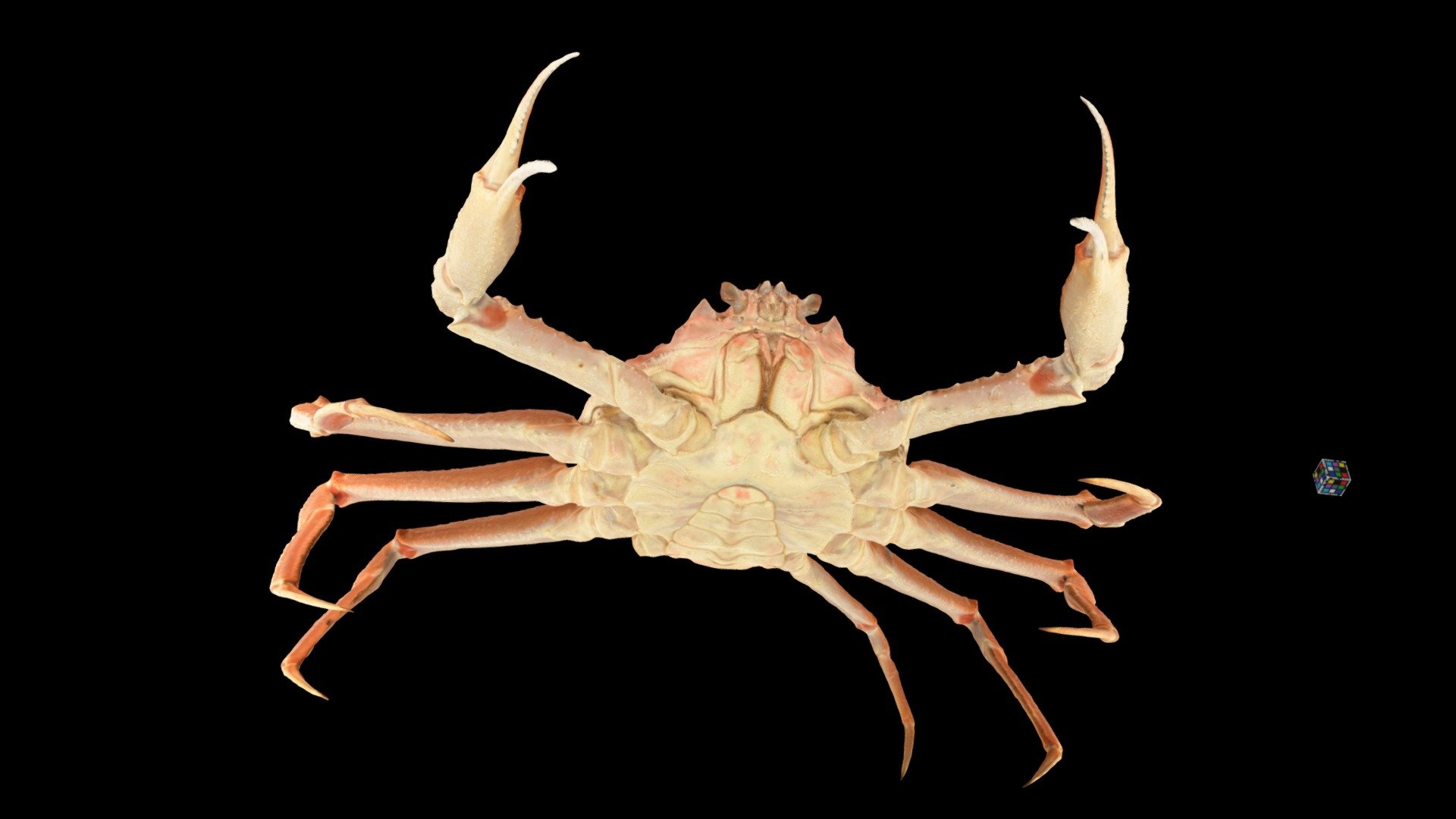 CC0 オオズワイガニ 🦀 ♂ Tanner Crab, C. bairdi - Download Free 3D