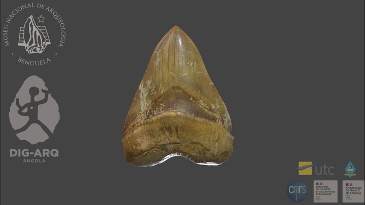 Dente de megalodonte, Dungo, Angola 3D Model