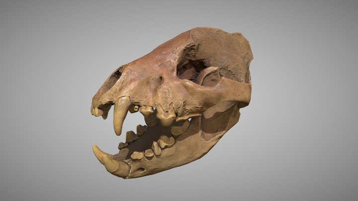 Cave Hyena Skull 3D Model
