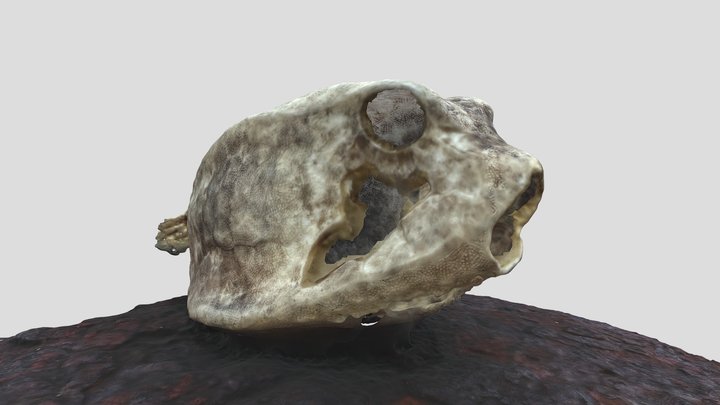 ハコフグの骨 3D Model