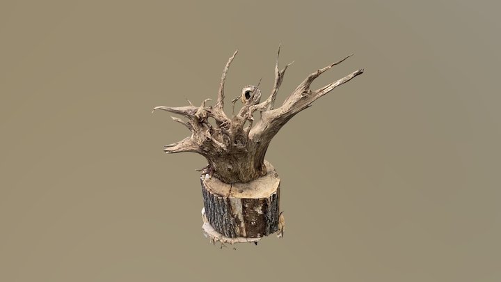 stump 3D Model