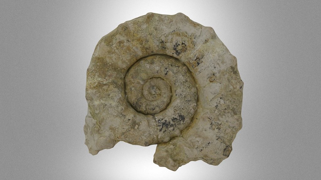 Ammonite Euaspidoceras paucituberkulatum Arkell