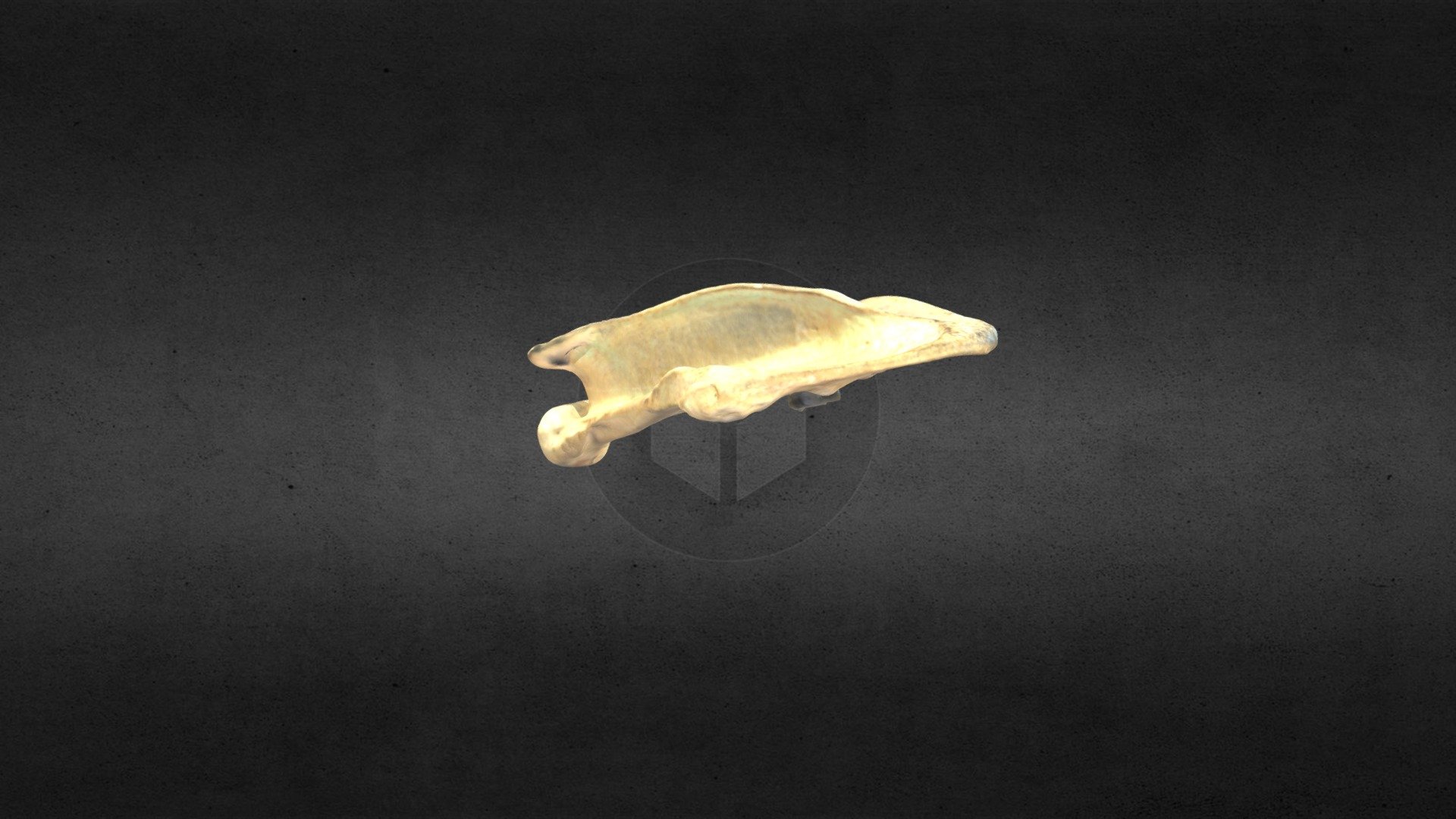 MSCC089 Canis latrans Left Scapula